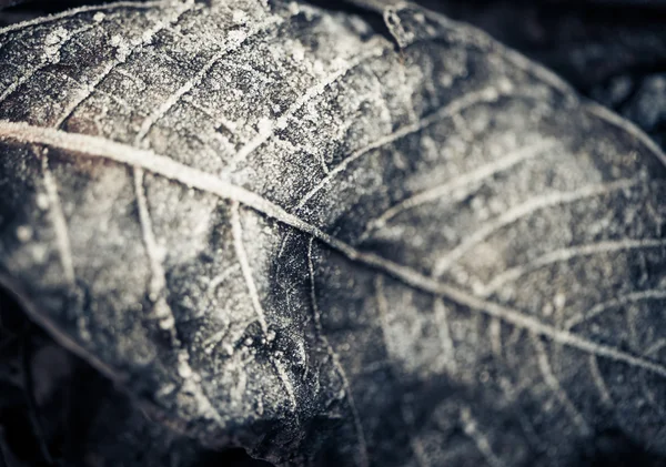 Заморожений зів'ялий фон листя — стокове фото