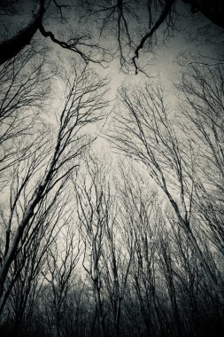 Bahar Orman ağaçları arka plan