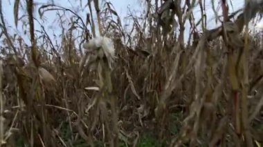 Kuru mısır tarlası bitkilerinde sonbahar günbatımında balkabağıyla hareket