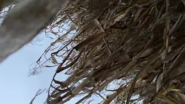 Kuru mısır tarlası bitkilerinde sonbahar günbatımında hareket