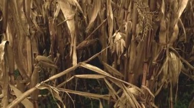 Kuru mısırın içinde balkabağı Çiftlik arazisinde gün batımı