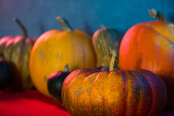 pumpkins harvest closeup  in colorful lights