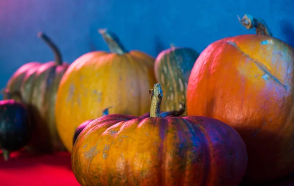 pumpkins harvest closeup  in colorful lights