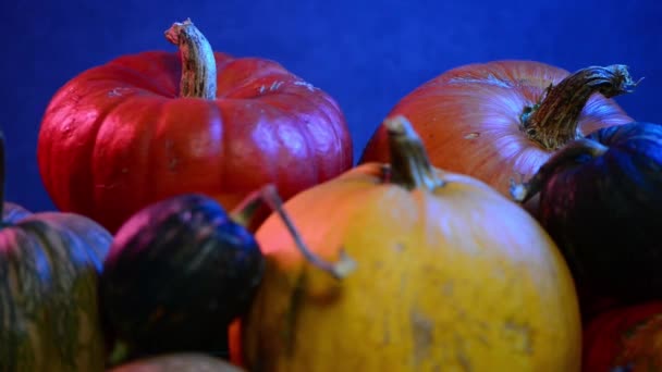 Colheita Pumkins Com Girando Torno Movimento Loop Luzes Fundo Coloridas — Vídeo de Stock