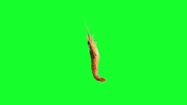 Fresh Sea Shrimps Loop Spinning Motion Isolated Green Chroma Key — Stock Video