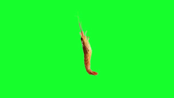 Свежие Морские Креветки Петле Вращения Движения Изолированы Зеленом Фоне Хрома — стоковое видео