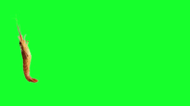 緑のクロマキーで隔離されたループ回転運動中の新鮮な海のエビ — ストック動画