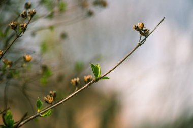 fresh new bush buds closeup at springtime abstract floral background