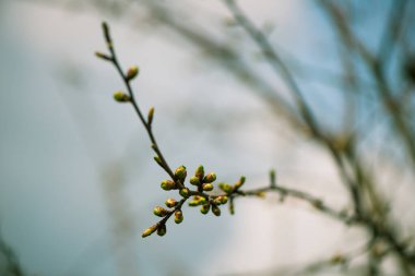 fresh new bush buds closeup at springtime abstract floral background