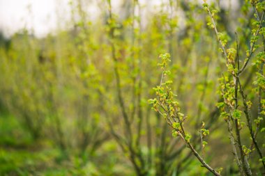 İlkbahar çiftliği arka planında üzümlü dallarda taze tomurcuklar