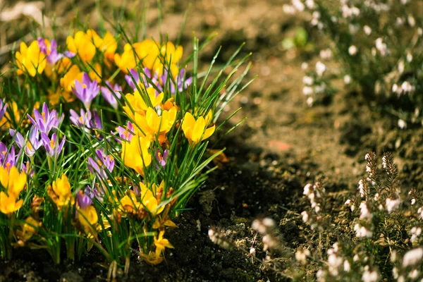 Mooie Tuin Multicolor Bloemen Het Voorjaar Abstracte Bloemen Achtergrond — Stockfoto