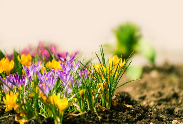 Beau Jardin Fleurs Multicolores Printemps Fond Floral Abstrait — Photo