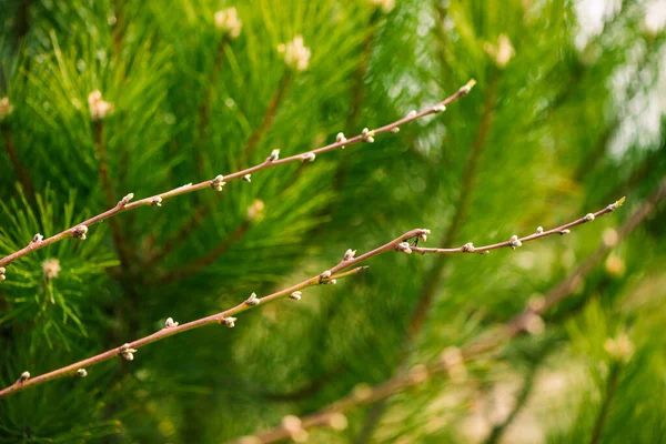 Fresh New Fir Tree Buds Closeup Springtime Abstract Floral Background — Stock Photo, Image