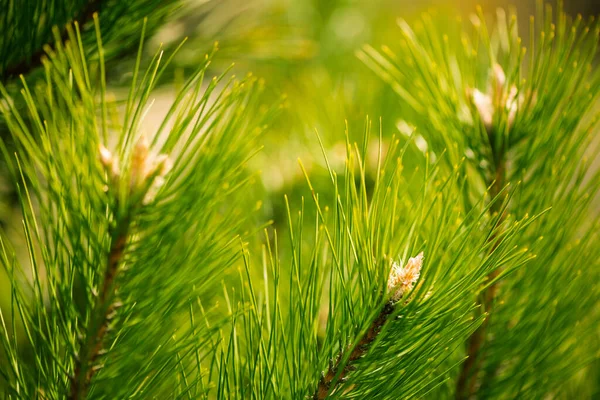 Fresh New Fir Tree Buds Closeup Springtime Abstract Floral Background — Stock Photo, Image