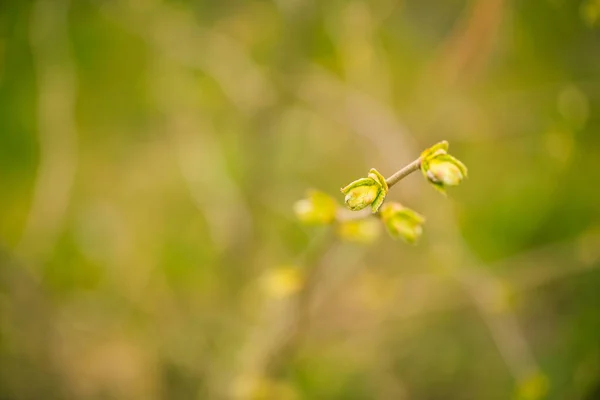 Fresh New Bush Buds Closeup Springtime Abstract Floral Background — Stock Photo, Image