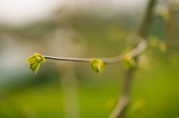 Brotes Arbusto Nuevo Fresco Primer Plano Primavera Fondo Floral Abstracto — Foto de Stock