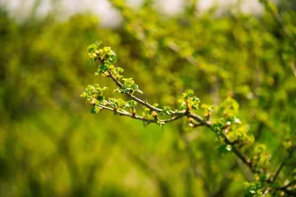 Fresh New Buds Currant Branches Springtime Farm Garden Background — Stock Photo, Image