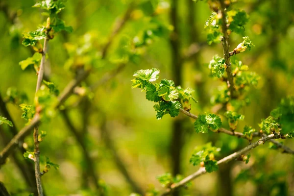 Nuovi Germogli Freschi Sui Rami Ribes Primavera Fattoria Giardino Sfondo — Foto Stock