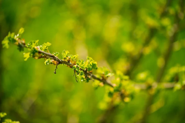 Fresh New Buds Currant Branches Springtime Farm Garden Background — Stock Photo, Image