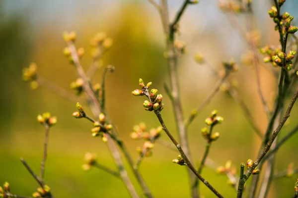 Fresh New Bush Buds Closeup Springtime Abstract Floral Background — Stock Photo, Image