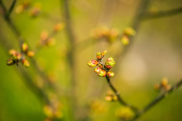 Fresh New Bush Buds Closeup Springtime Abstract Floral Background — Stockfoto