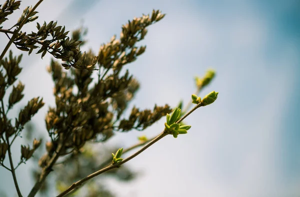 Frische Neue Buschknospen Nahaufnahme Frühling Abstrakter Floraler Hintergrund — Stockfoto