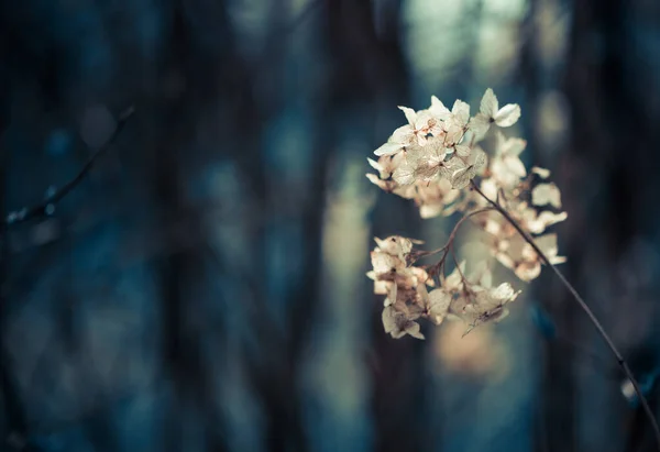 Bunte Frühling Abstrakten Floralen Hintergrund Mit Trockenen Pflanzen — Stockfoto