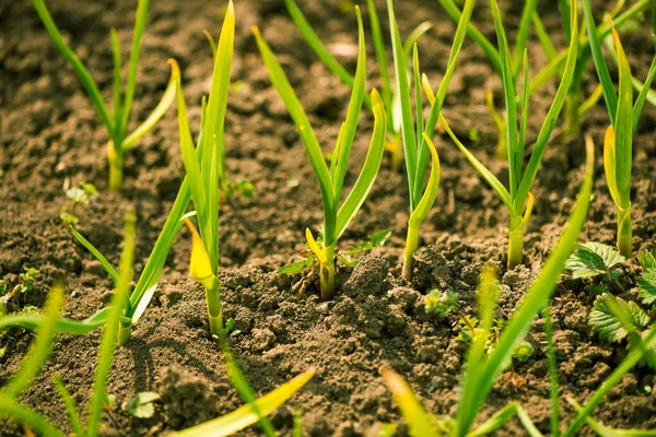 大蒜植物生长在春季农田地面土壤中 — 图库照片