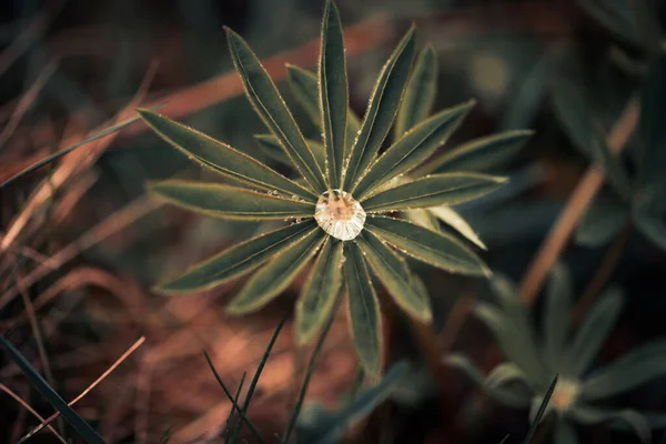 春に水滴のある植物抽象的な花の背景 — ストック写真