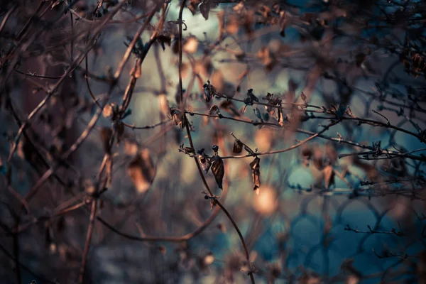 Colorful Springtime Abstract Floral Background Dry Plants — Stockfoto