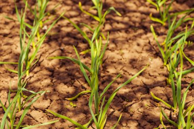 Bahar tarlalarında sıra sıra sarımsak bitkileri 