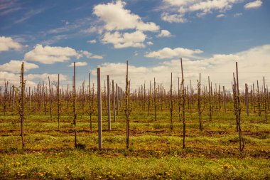 İlkbahar tarım arazisi tepesinde sıra sıra dizilmiş elma bahçesi ağaçları