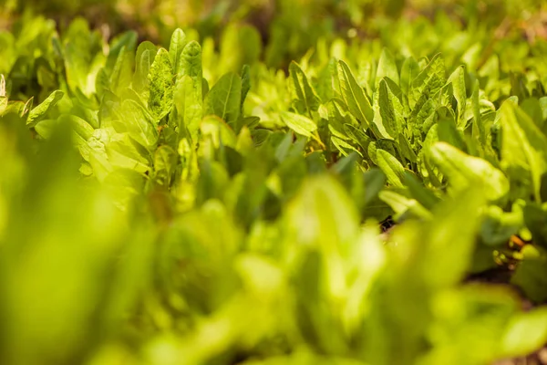 Plantas Acedera Primavera Tierras Cultivo Primer Plano — Foto de Stock