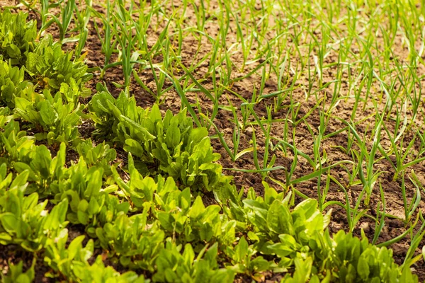 Rośliny Szczawiowe Czosnkowe Glebie Uprawnej — Zdjęcie stockowe
