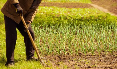 Kıdemli çiftçi kürekle toprak kazıyor.