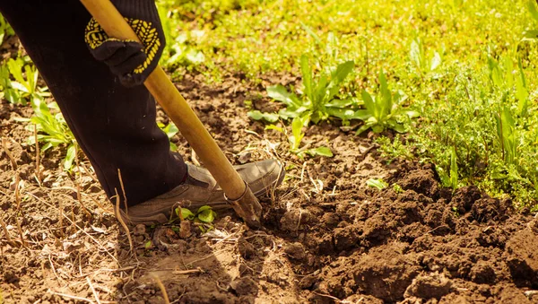 Kıdemli çiftçi kürekle toprak kazıyor.