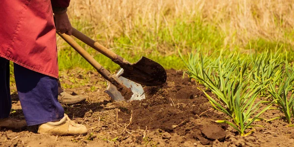 Çiftçiler patates tohumları yetiştirmek için bahar tarım arazilerinde çalışıyorlar.