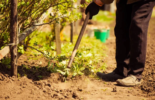 Kıdemli çiftçi tarlaları temizlemek için tırmıklarla çalışıyor.  