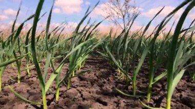 Rüzgarlı bir günde bahar tarım arazilerinde art arda sarımsak bitkileri.