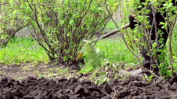 资深农民在农田土壤中清除杂草 以种植醋栗灌木周围的种子 — 图库视频影像