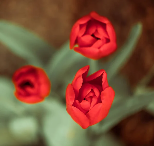 Hermosas Flores Jardín Temporada Primavera Luz Del Atardecer —  Fotos de Stock