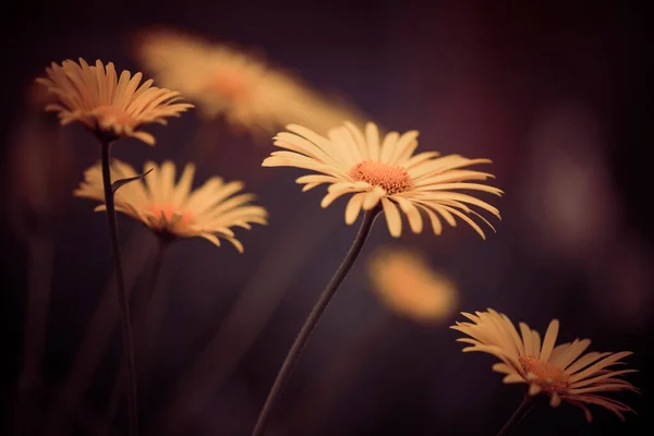 Belas Flores Jardim Estação Primavera Luz Pôr Sol — Fotografia de Stock