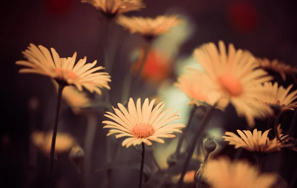 Vacker Vår Säsong Trädgård Blommor Solnedgången Ljus — Stockfoto