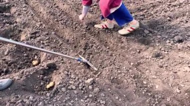 Yaşlı çiftçiler bahar tarım arazisine havuç tohumu ekiyor.