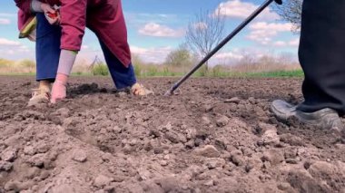 Yaşlı çiftçiler bahar tarım arazisine havuç tohumu ekiyor.