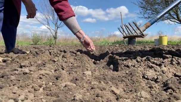 春の農地にニンジンの種を蒔く高齢農家 — ストック動画