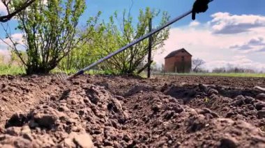 Yaşlı çiftçiler tohum ekmek için bahar toprağı işliyorlar.