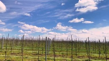 İlkbahar tarım arazisi tepesinde sıra sıra dizilmiş elma bahçesi ağaçları