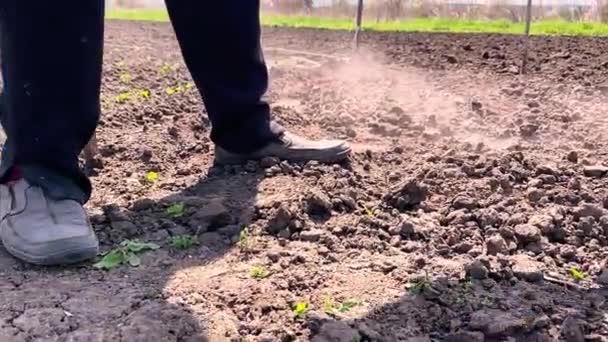 Les Agriculteurs Âgés Labourant Sol Printemps Pour Semer Des Graines — Video