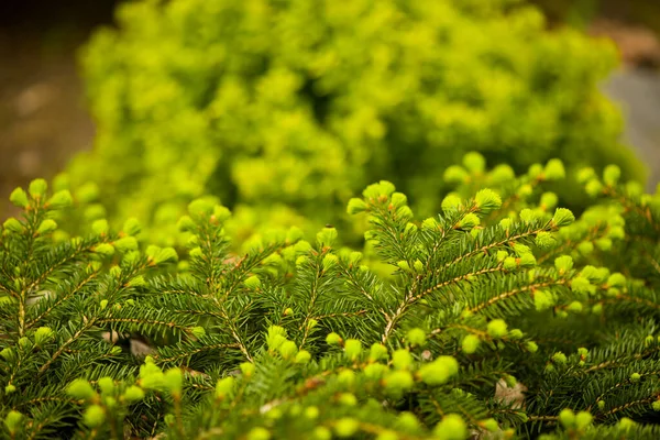 Frühling Garten Dekorative Busch Nahaufnahme Hintergrund — Stockfoto